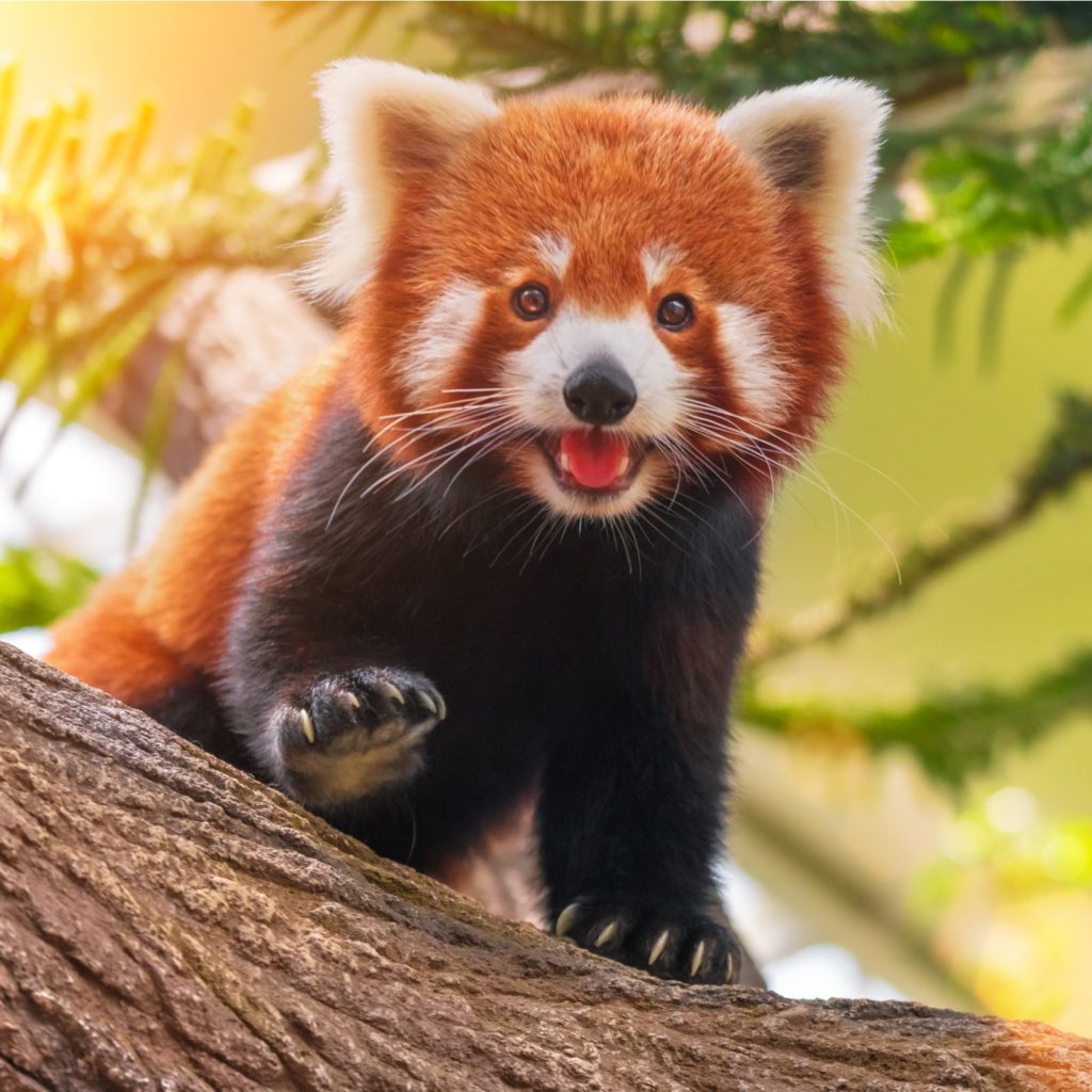 international-red-panda-day